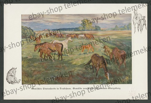 Schaumann trakehnen pferde - schaumann,
